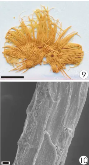 Figure 9-10 - Fibers (= monosteles separated from internal parenchyma). Fig. 9: External face of  the conducting tissue (fiber layer) dried on oven at 105 °C