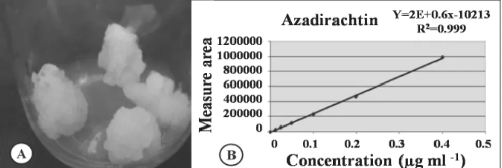 Figure 2 - Azadirachta indica cotyledonary calli subcultured every 30 days in Woody Plant Medium -  WPM