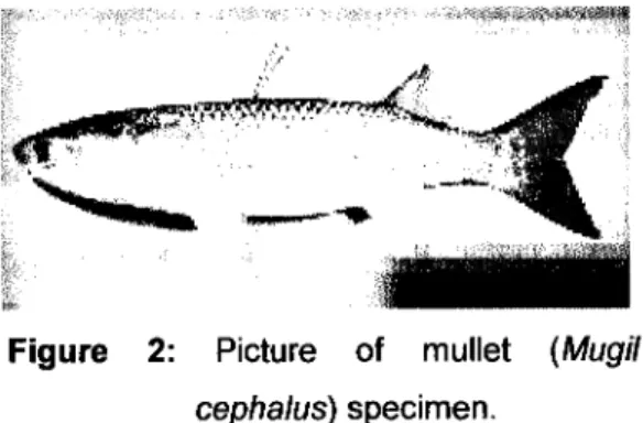 Figure 2: Picture of mullet (Mugil  cephalus) specimen. 