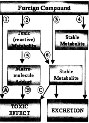 Figure 8: Possible toxication and detoxification pathways of  xenobiotic compounds: (1) direct toxic effect (A); (2)  metabolic activation; (3) formation of a stable metabolite  which may cause a toxic effect (C); (4) detoxification