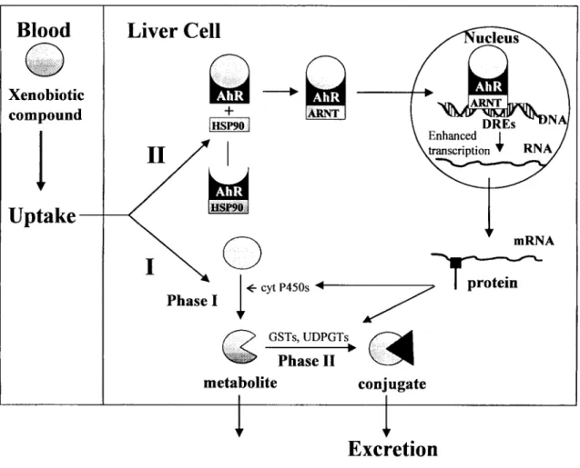 Figure 9: Simplified presentation of the fate of xenobiotic compounds in the liver cell