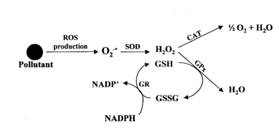 Figure 10: Antioxidant defences against ROS production due to the presence of pollutants