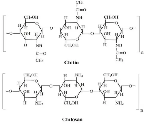 Figure 1 - Segments of chitin and chitosan polymers. Chitin is represented by  N -acetyl- D -glucosamine  units  joined  by  (β1→4)  linkages  and  chitosan,  by  D -glucosamine  residues  in  (β1→4)  linkages