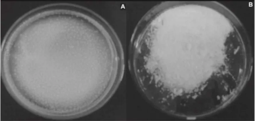 Figure 7 - CHMS. A) After drying at room temperature; B) after scraping dried microparticles from the plate