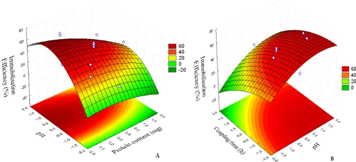 Figure  2  -  Model  of  response  surface  for  pH  and  protein  content  (A)  and  pH  and  coupling  time  enzyme-support  (B)  on  the  immobilisation  efficiency  of  soybean  β-glucosidase  on  chitosan beads activated with glutaraldehyde 2.5% (Y 2 