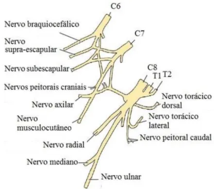 Figura 1 – Ilustração do plexo braquial com a origem mais comum  dos nervos que a compõem