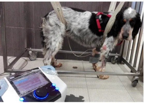 Figura 12 – Eletroestimulação elétrica em MT esquerdo de cão com avulsão do  plexo braquial