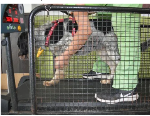 Figura 14 - Realização de locomoção assistida em TRT em cão com avulsão  do plexo braquial esquerdo