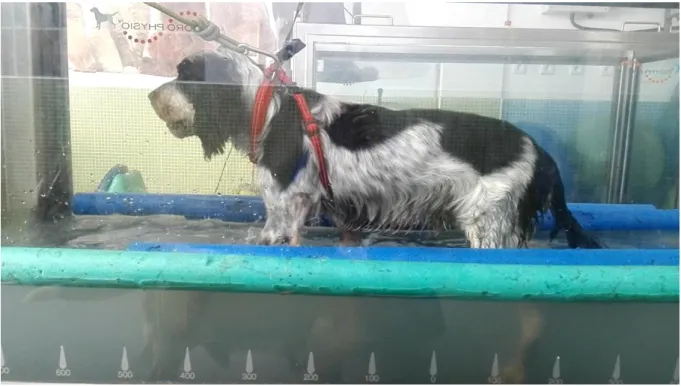 Figura 17 – Sessão de hidroterapia em cão com avulsão do plexo braquial esquerdo. Imagem  gentilmente cedida pela Dra
