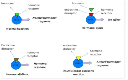 Figure 1.2 Functional or receptor-based toxicology. Adapted from LaFleur et al. and McLachlan et al