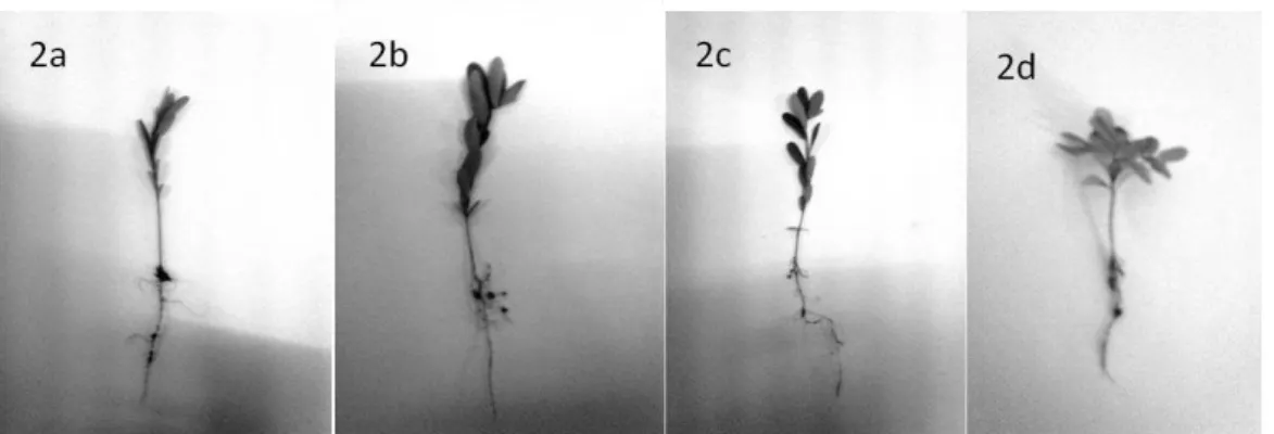 Figure 2 - Effect of various concentrations of SLF of  the  root  and  shoot  length  of  Glycine  max (A)  In  20% SLF root lengths is 4.5 cm