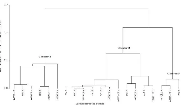 Figure 3 - Classification of different strains of actinomycetes based on hydrolytic enzyme and plant  growth-promoting  analysis