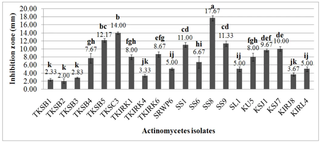 Figure  2  -  In  vitro  antibacterial  activities  of  active  actinomycetes  against  Xanthomonas  oryzae  pv