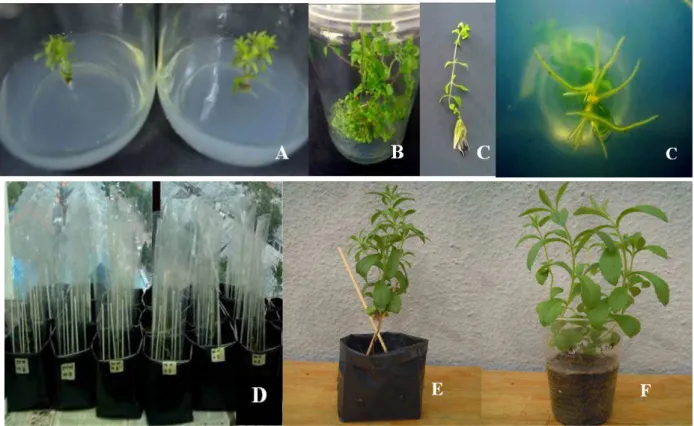 Figure 1 - (A) Initiation of multiple shoot formation of Stevia rebaudiana (B) Development of more   number  of  multiple  shoot  after  4  weeks  (C)  Root  formation  from  regenerated  shoot  (D)  Transplantation  of  regenerated  plantlets  in  black  