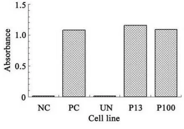 Figure  1  -  Expression  of  activity  of  telomerase  in  transfected  cells.  NC,  negative  control  (inactivate 293 cells), PC, positive control,  (293  cells),  UN,  hMSCs,  P13,  MSCxj  pf  passage 13, P100, MSCxj of passage 100.