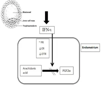 Figure  1  -  Interferron  tau  (IFN- ι)  production  resulting  from  embryo-uterine  crosstalking  during  early  pregnancy  in  mammals