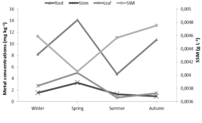 Figure  3   -  Change  of  total  mean  heavy  metal  concentrations  in  root,  stem,  and  leaf  with  regard  to  suspended  solid  matter  (SSM), seasonally