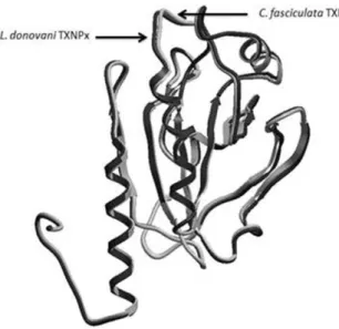 Figure  2  -  Superposition  of  the  template  (Crithidia  fasciculata  tryparedoxin  peroxidase,  PDB  ID  1E2Y)  and  the  target  (Leishmania  donovani  tryparedoxin  peroxidase)  proteins according to the C α  traces (RMSD 