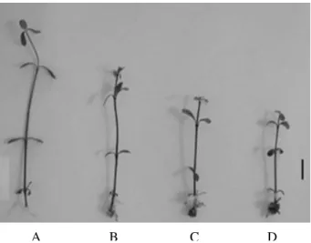 Figure 1 - Plants of Alternanthera philoxeroides grown  for  40  days  in  MS  medium  with  different  tyrosine concentrations