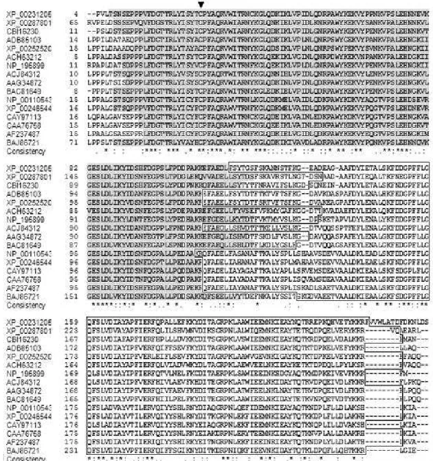 Figure  2  -  Multiple  sequence  alignment  of  lambda  class  GSTs  from  various  higher  plants