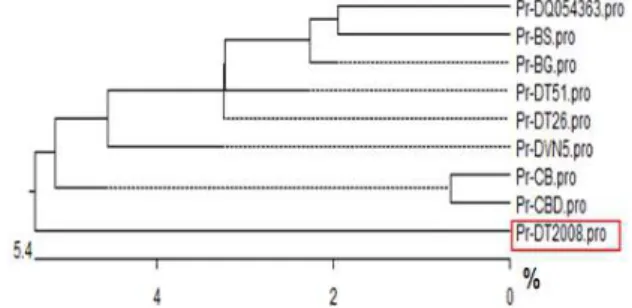 Figure 1 - Phylogenetic tree of soybean cultivars based on  analysis of DREB2 amino acid sequence