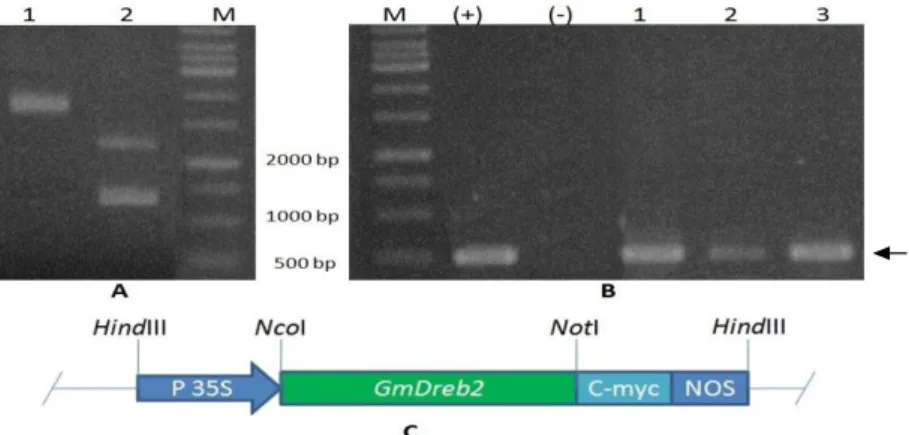 Figure  3  –  A)  pRTRA/35S-GmDREB2-c-myc  vector  (1);  and  digested  products  by  HindIII  (2)