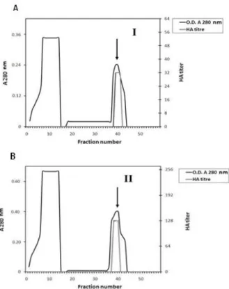 Figure  1  -  Ion  exchange  chromatography  of  30-80% 