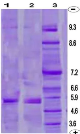 Figure  4  -    Iso-electric  focusing  point  (IEF)  of  Aedes. 