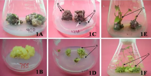Figure 1 - Callus growth from nodal explants on MS medium supplemented with NAA (2.5 mg/L) in  Dioscorea alata (1A)  and 2, 4-D (2 mg/L) in D