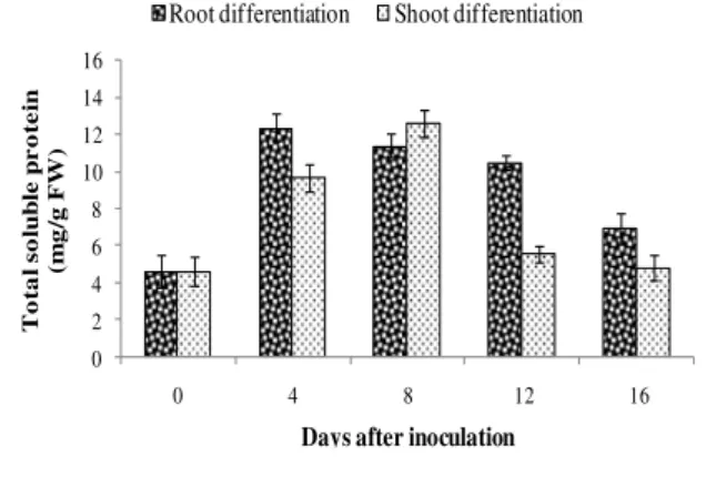 Figure  2  -  Total  soluble  protein  content  in  callus  of  Dioscorea alata prior to inoculation (0 day)  and 4, 8, 12 and 16 th  days of inoculation on  rooting  and  shooting  media  (Bar  represent  SE of the mean of 3 replicates)