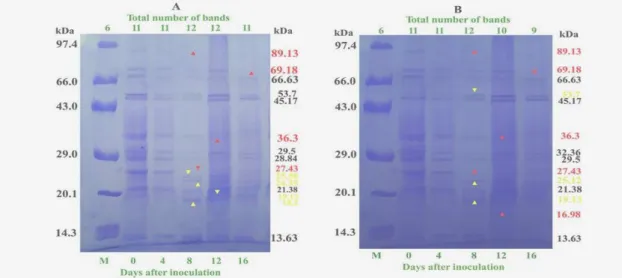 Figure 4 - Protein profile resolution in callus cultures of  Dioscorea alata through SDS-PAGE (10%)  (A) on rooting medium and (B) on shooting medium