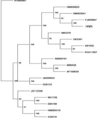 Figure  2  -  Neighbour-joining  phylogenetic  tree  based  on  complete  xylanase  gene  sequence  data  of C