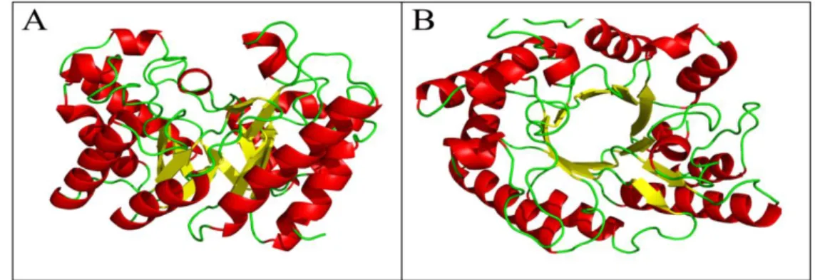 Figure  3  -  Homology  based  3D  structure  of  xylanase  proteins  by  using  Swiss-Prot  model  A)  Side  view B) Top view