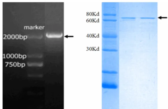 Figure S1 - Cloning, expression and purification of Hspa5. 