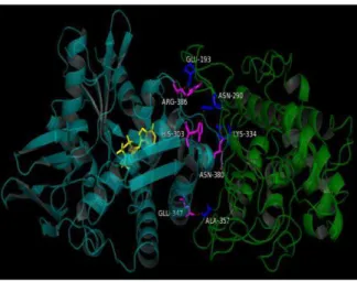 Figure 4 - Hspa5 protects TYR under protein denaturation  solution.  Simply,different  concentrations  of  Hspa5  (from  1.6  to  9.6  M)  were  mixed  with  1.6  M of  TYR  in   Tris-HCl  buffer  (pH7.5)