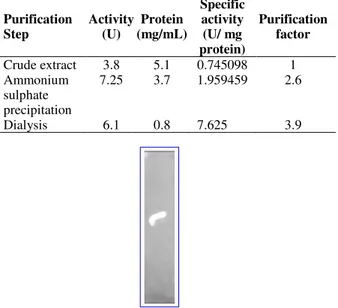 Table 1 -  Purification Summary for β-glucosidase.  Purification  Step Activity (U) Protein  (mg/mL) Specific activity (U/ mg  protein) Purification factor Crude extract  3.8  5.1  0.745098  1  Ammonium   sulphate  precipitation  7.25  3.7  1.959459  2.6  