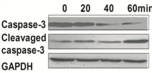Figure  5  -  Effects  of  AHLE  on  caspase-3  expression,  caspase-3  cleavage  at  0,  20, 40  and 60  min  according to western blot analysis