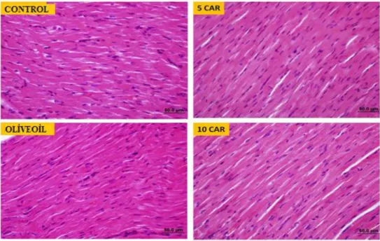 Figure  1  -  Each  of  the  four  groups  of  heart  tissues  are  observed  to  be  in  normal  histological  appearance