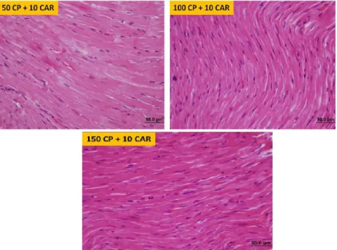 Figure  4  -  It  is  observed  that  muscle  cells  have  normal  staining  properties  and  structure  and  improvement is provided with high doses of Car in sections of 50, 100 and 150 CP and  10 mg/kg  dose Car applied groups