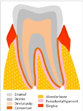 Figure 1. 1 – Schematic representation of the dental and periodontal anatomy. 
