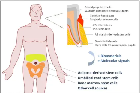 Figure  1.  3  –  Schematic  image  of  the  several  stem  cells  sources  for  application  in  periodontal  regeneration
