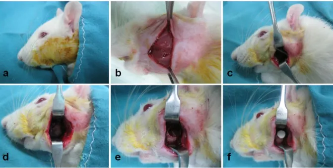 Figure 2. 2 – Surgical procedure to induce the defect and implant the material: (a) aseptic preparation  of the surgical field, (b) incision of the skin to expose the masseter muscle, (c) incision and dissection  of  the  masseter  muscle,  (d)  exposition