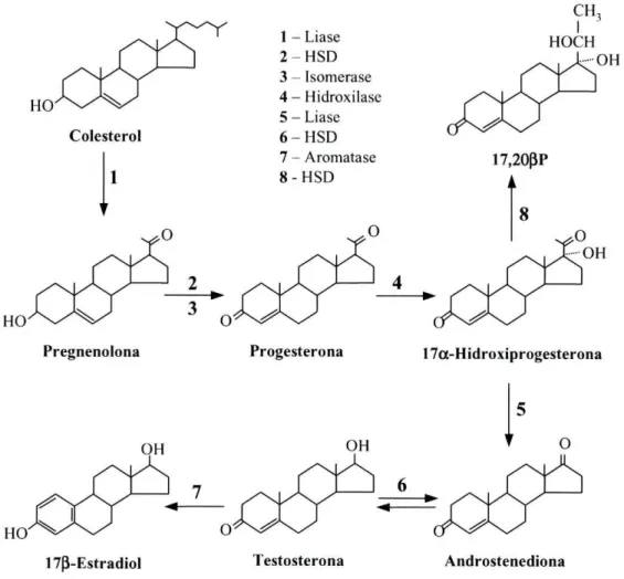 Figura 3: Representação esquemática da síntese de algumas hormonas esteróides. 