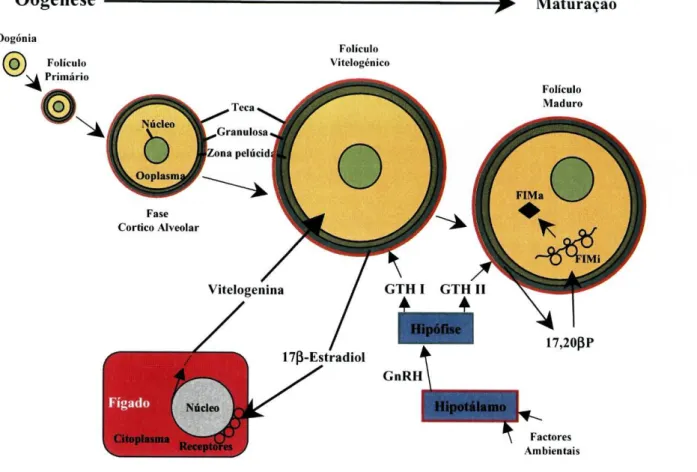 Figura 4: Esquema representativo do desenvolvimento dos oócitos. GnRH: Hormona Libertadora  da Gonadotropina; GTH: Gonadotropina; FIMi: Factor Indutor da Maturação inactivo; 