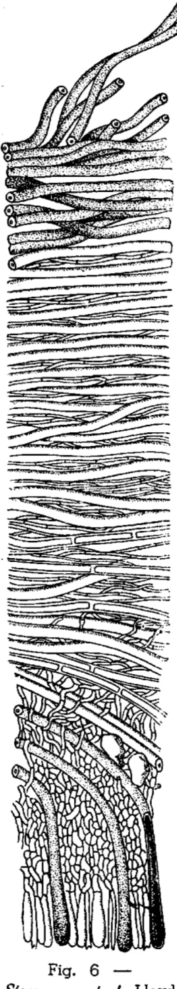 Fig. 6 —  Stereum australe Lloyd 