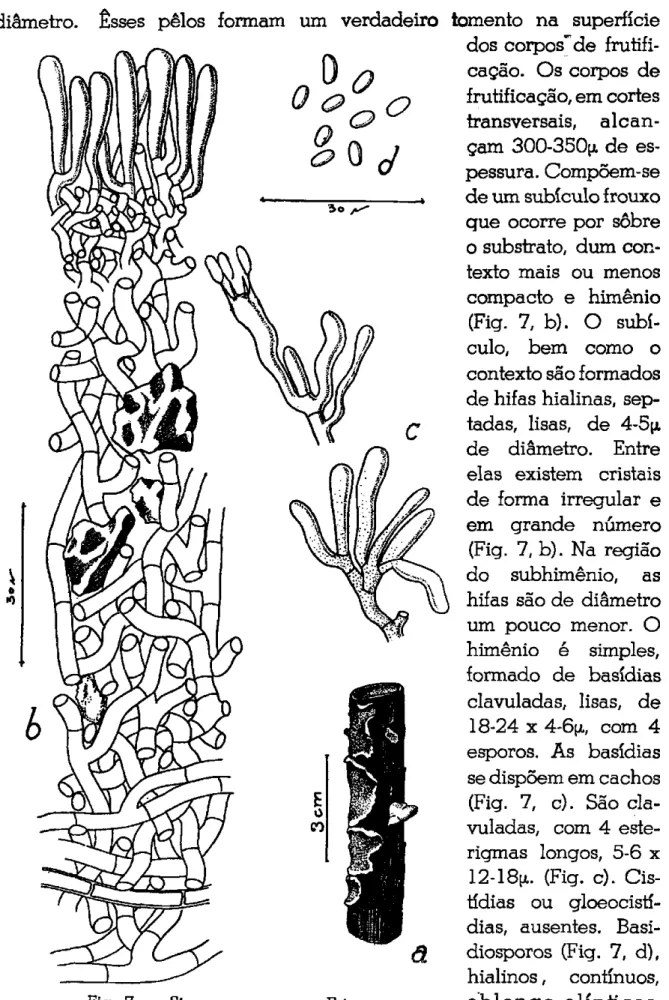 Fig. 7 — Stereum ocnroieucum Frie' 