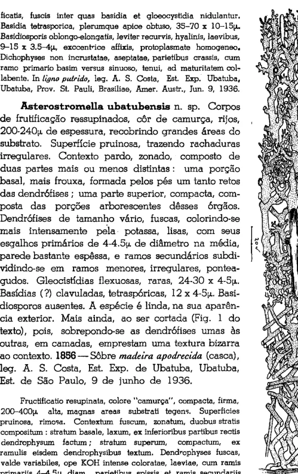 Fig. 1 — Asterostro- Asterostro-mella ubatubensif  n. sp. 