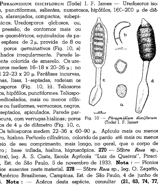 Fig. 10 — Phragmidium dUcijlorum 