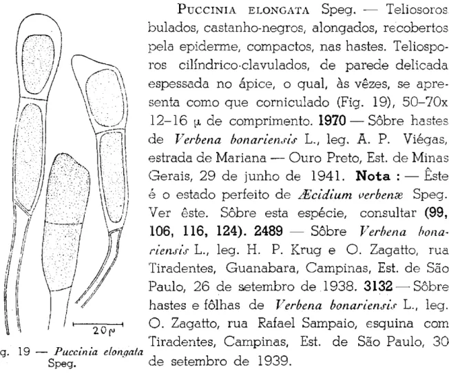 Fig. 19 — Puccinia elongata  Speg. 