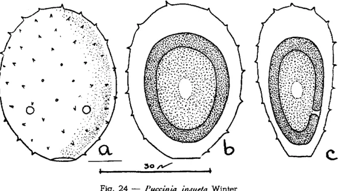 Fig. 24 — Puccinia insueta Winter 